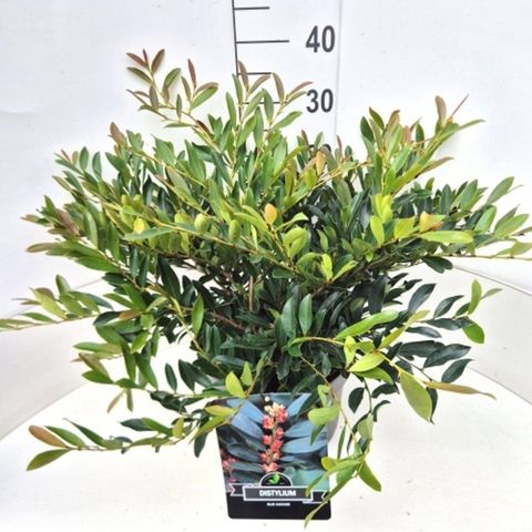 Distylium BLUE CASCADE