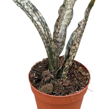 Sansevieria kirkii 'Coppertone'