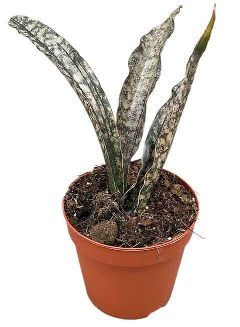 Sansevieria kirkii 'Coppertone'