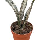 Sansevieria kirkii 'Coppertone'