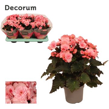 Begonia MOVE 2 JOY PINK