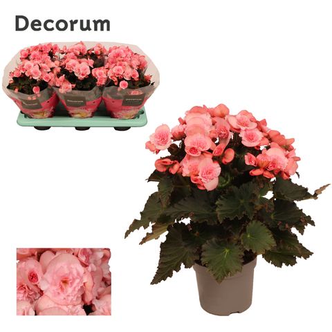 Begonia MOVE 2 JOY PINK