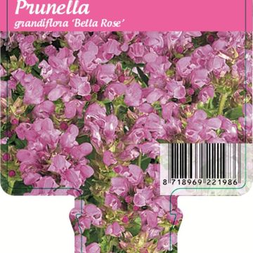 Prunella grandiflora 'Bella Pink'