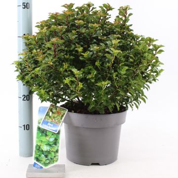 Ilex x meserveae LITTLE RASCAL