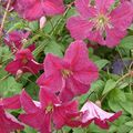 Clematis 'Abundance' (Vt)