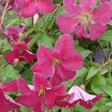 Clematis 'Abundance' (Vt)