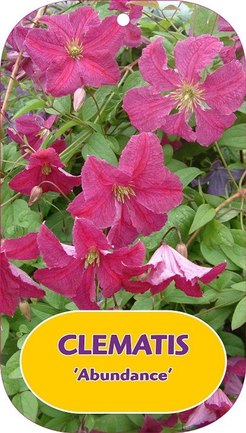 Clematis 'Abundance' (Vt)