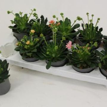 Lewisia cotyledon MOUNTAIN DREAMS MIX