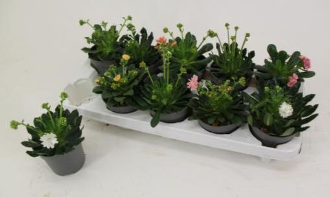 Lewisia cotyledon MOUNTAIN DREAMS MIX