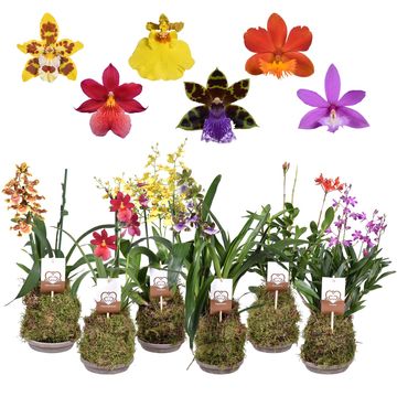 Orchid MIX