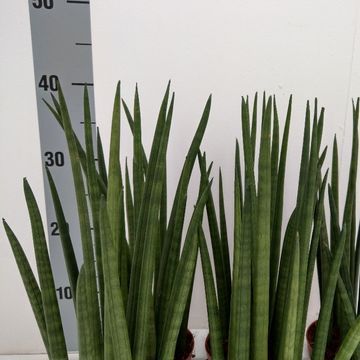 Sansevieria cylindrica 'Nina'