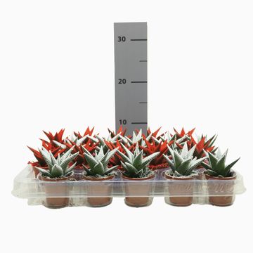 Haworthia limifolia