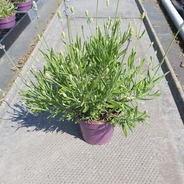 Lavandula angustifolia 'Think Twice'