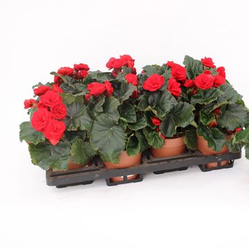 Begonia GLORY RED