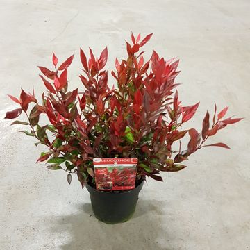 Leucothoe 'Little Flames'
