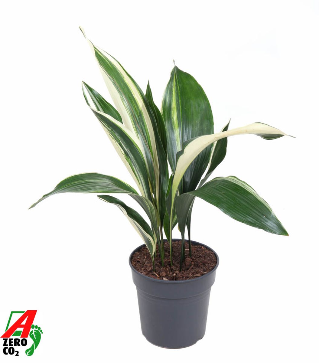 Aspidistra elatior 'Variegata'  Pflanzengrohandel FlorAccess