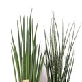 Sansevieria MIX