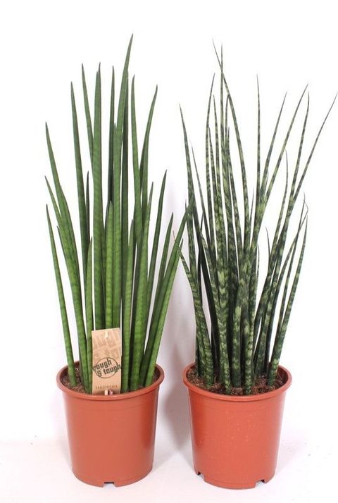 Sansevieria MIX
