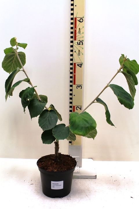 Hamamelis mollis 'Jermyns Gold'