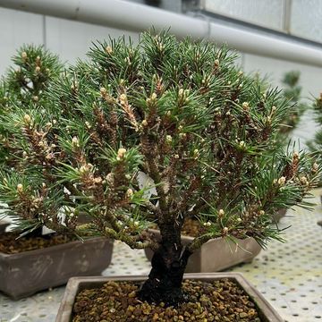 Pinus thunbergii 'Kotobuki'