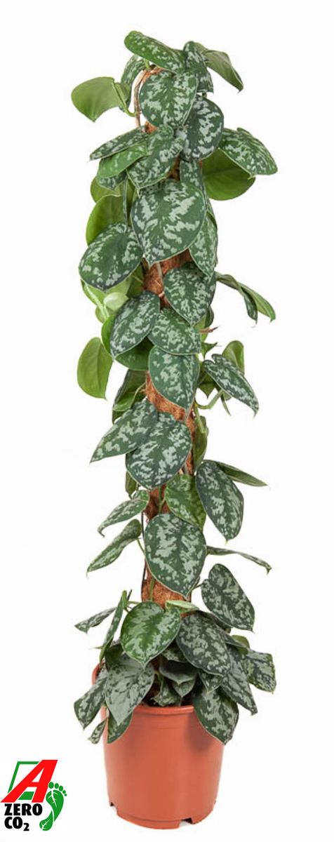 Scindapsus pictus 'Trebie' — Рослини оптом FlorAccess