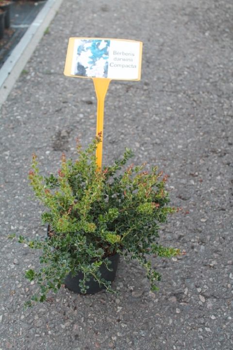 Berberis darwinii 'Compacta'