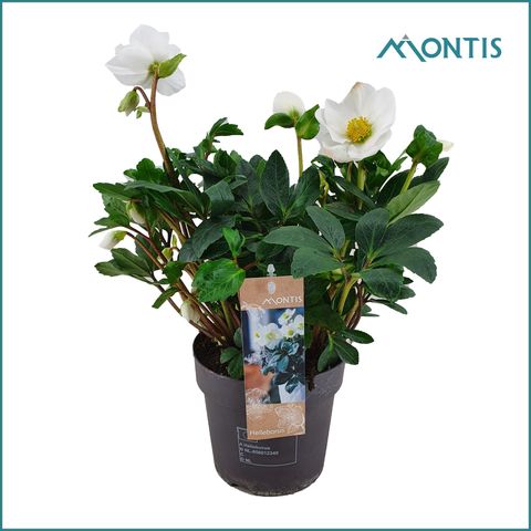 Helleborus niger 'Christmas Carol'