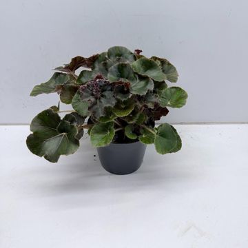 Begonia JUNGLE WONDER BLACK