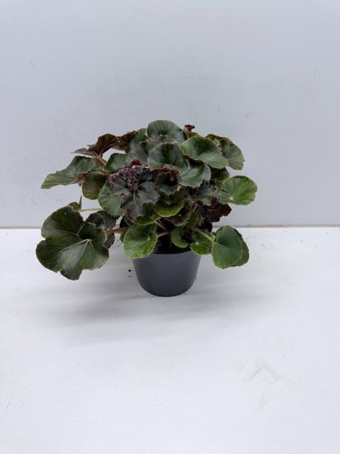 Begonia JUNGLE WONDER BLACK