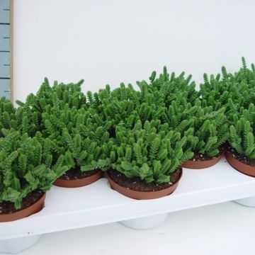 Crassula muscosa