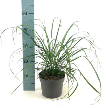 Calamagrostis brachytricha