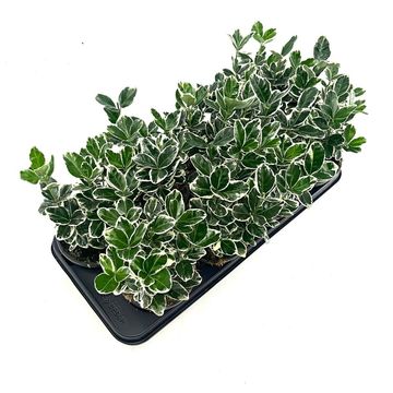 Euonymus japonicus 'Kathy'