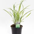Cymbopogon citratus