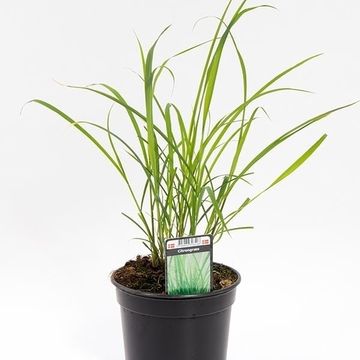Cymbopogon citratus