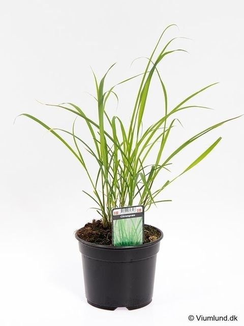 Cymbopogon citratus