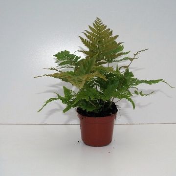 Dryopteris erythrosora