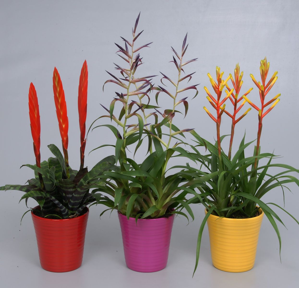 Houseplants MIX — Plant Wholesale FlorAccess