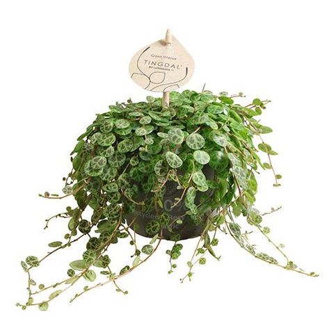 Peperomia prostrata