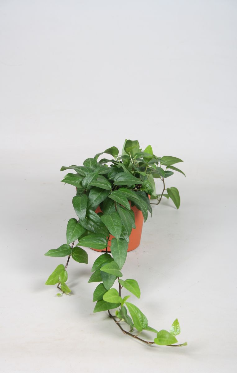 Hedera helix White Ripple (Edera) » Vendita Piante Online