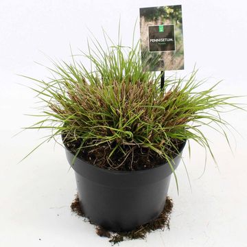 Pennisetum alopecuroides 'Hameln'