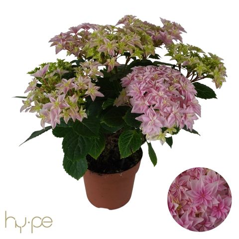 Hydrangea macrophylla 'Double Dutch Pink'