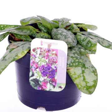 Pulmonaria OPAL
