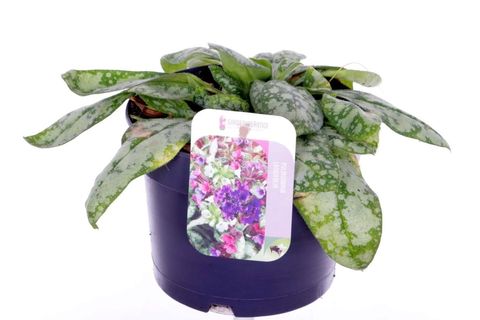 Pulmonaria OPAL