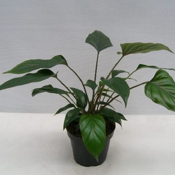 Philodendron ARROWHEAD