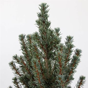 Picea glauca 'Sander's Blue'