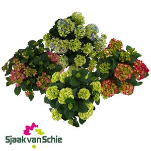 Hydrangea macrophylla MIX (Schie BV, Sjaak van)