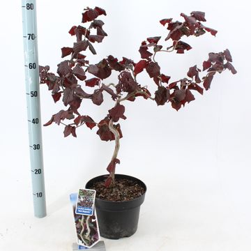 Corylus 'Red Majestic'