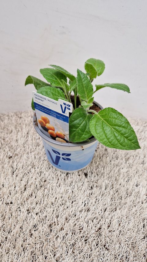 Physalis peruviana 'Goldvital'