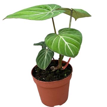 Filodendro gloriosum