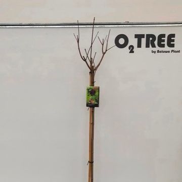 Acer platanoides 'Royal Red'